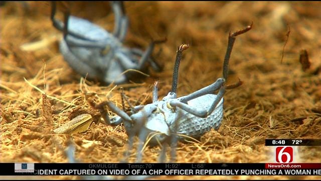 Wild Wednesday: Death Feigning Beetles At Tulsa Zoo