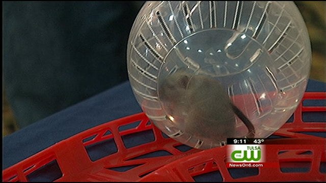 Gerbil Lovers Descend On Tulsa For Show