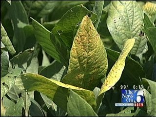 Drought Causes Worry For Oklahoma Farmers
