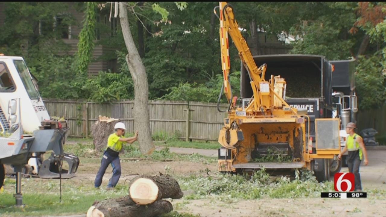 Tulsa Owl Advocates Surprised By Tree Removal Crew