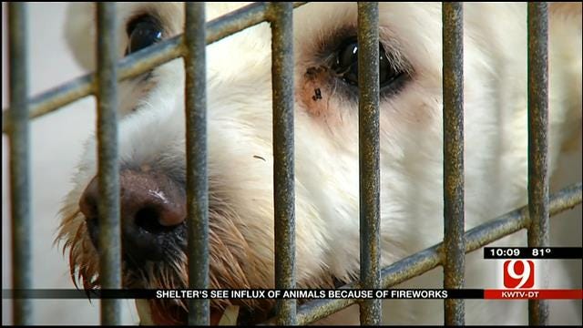 Oklahoma City Animal Shelter Sees An Influx Of Animals Because Of Fireworks
