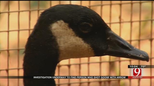 Authorities Look For Illegal Hunter After Finding Wounded Goose