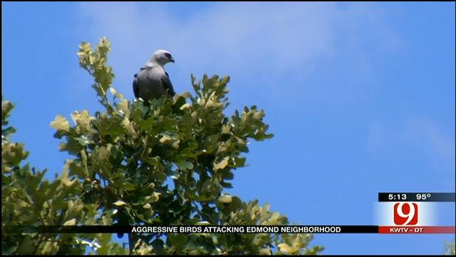 Feathered Fiends Attack Residents In Edmond Neighborhood