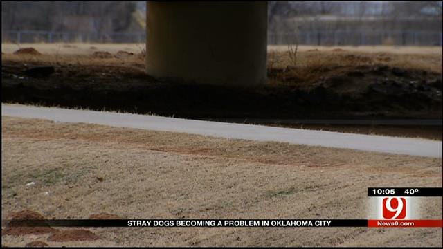Animal Control Warns Outdoor Enthusiasts Of OKC's Stray Dog Problem