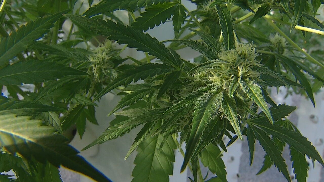New Guidelines For Medical Marijuana Set To Take Effect