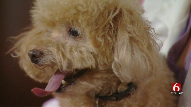 Cooper: News On 6 Pet Of The Week 10-4-19