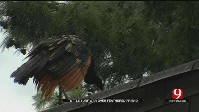 Peacock Sparks Neighborhood Feud In Tuttle