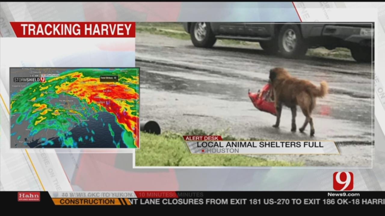 Animal Shelters Filling Up With Pets In Harvey's Wake