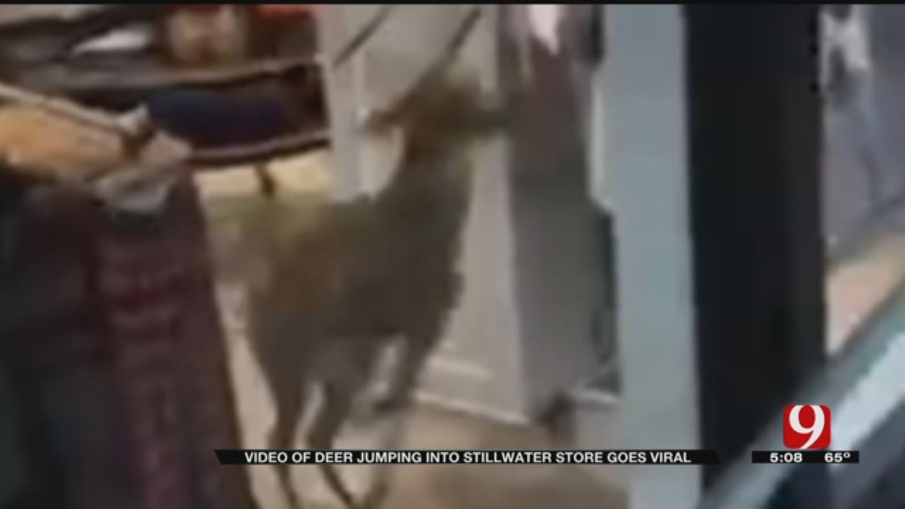 Buck Bursts Through Stillwater Store Window
