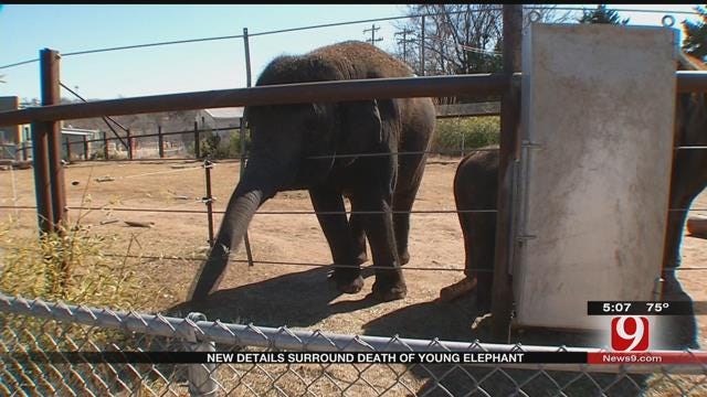OKC Zoo Releases New Information On Death Of 4-Year-Old Elephant Malee