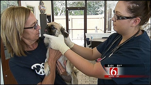 Tulsa's Humane Society Partners With City To Reduce Shelter Kill Rate