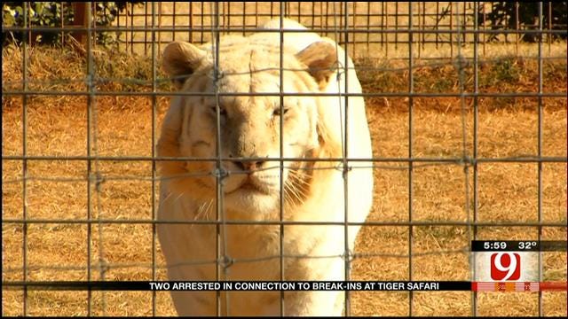 Arrests Made After Break-In At Tuttle Tiger Safari Park