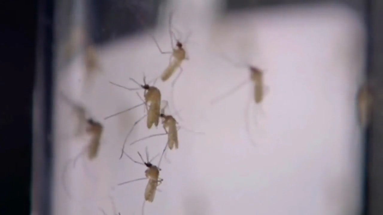 OKC Health Officials Work To Keep Mosquitoes At Bay