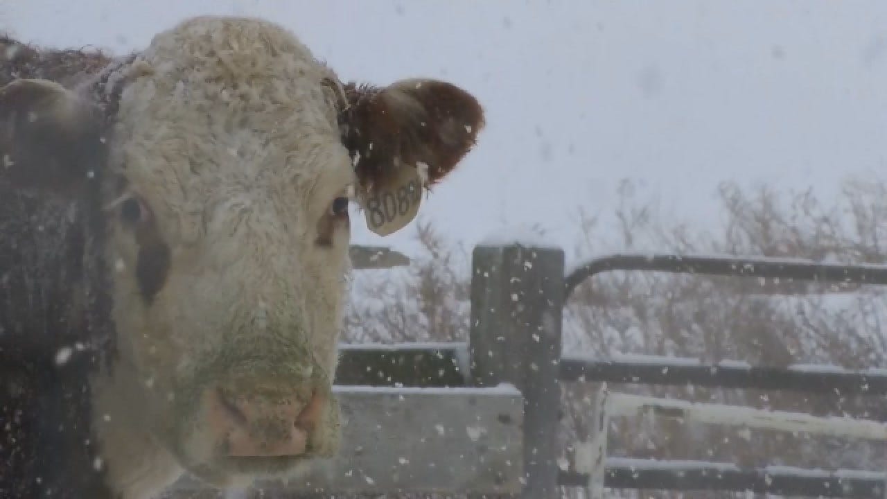 Dairy Farmers Try To Recover After Freezing Temps Kill Hundreds Of Cows