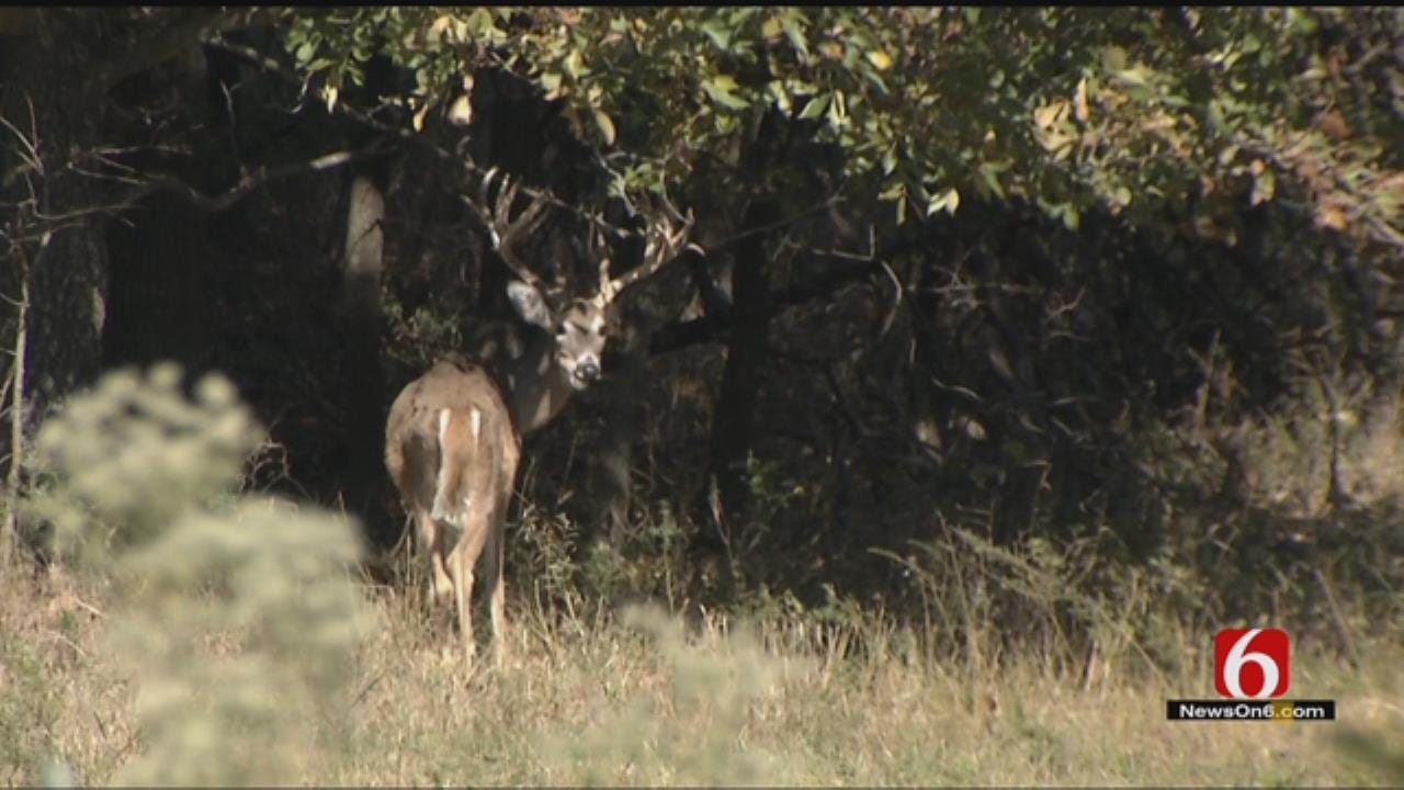 Poacher Kills Deer At Vinita Hunting Facility