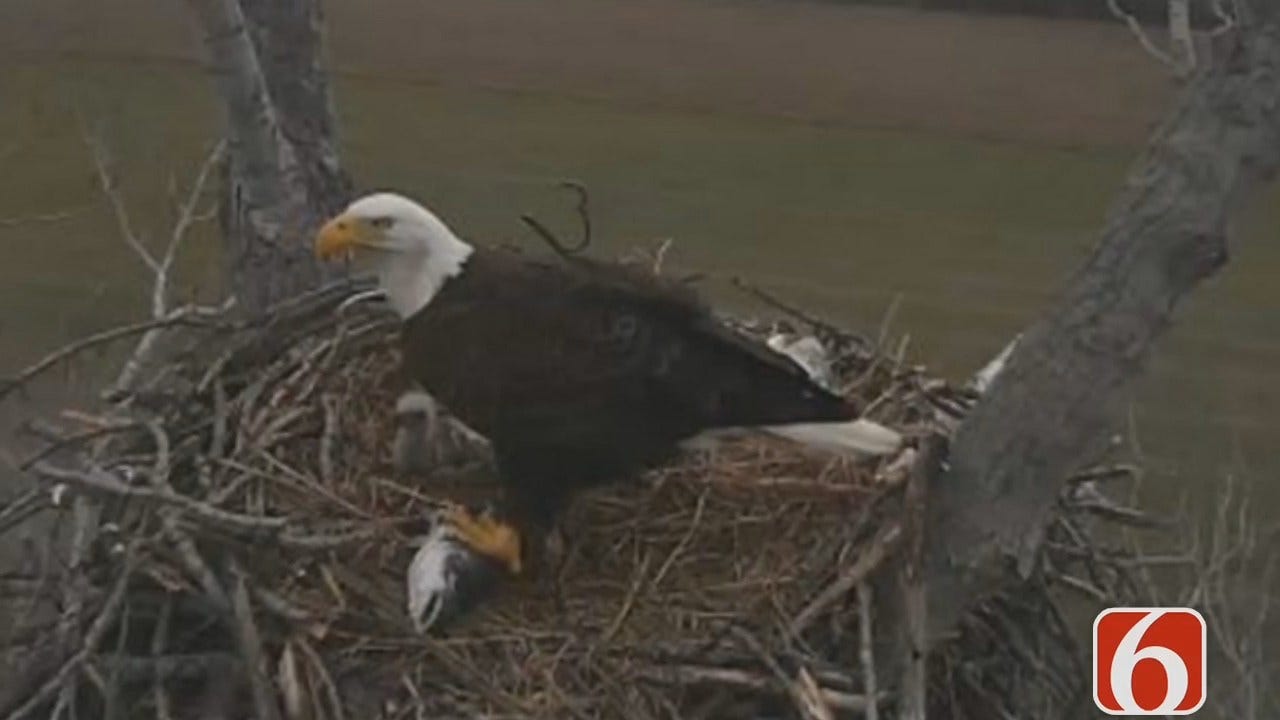 Oklahoma Eagle Nest Camera Back On Line