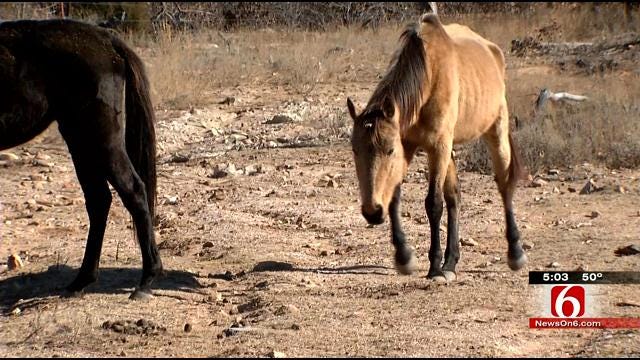 Creek County Residents Say Owner Neglects, Starves Her Horses